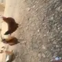 دجاج بلدي بياض