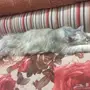 قطة شيرازي للتبني