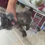 قط امريكي شيرازي عمرها 3 شهور 