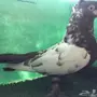 حمام ايراني 