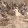صوص بلدي 