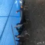 طبق بيض باكستاني مخصب