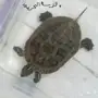 سلحفاة مائية ( الترسة البحري ) متوسطة الحجم