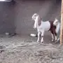 للبيع تيسين هولنديات بيض وواحد مشروك بالخرج
