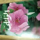 ديوان الوائلي 