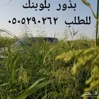 للبيع بذور بلوبانك صافيه جدا وثقيله