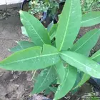 شتلة تفاح الورد للبيع