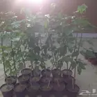 شتلات توت باكستاني للبيع