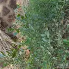 شجر موز  ومانجو وليمون بلدي من قريه الخوار