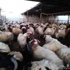 ذبايح للبيع - ذبح وتقطيع وتوصيل للبيت