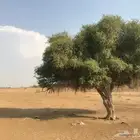 بذور شجرة السرح مظلة الصحراء