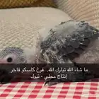 فرخ كاسكو فرخ كاسكو  فاخر إنتاج محلي - عمره 48 يوم - تبوك