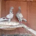 طبه اخوان هندي صرخا