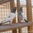 جوز تيدي