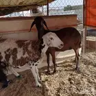 شياه ساكنيه مغلقه