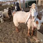 عنز حليب
