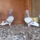 طبه هندي صرخا