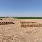 ذرة جيزاني مميز عالي الجودة