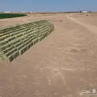 برسيم صافي