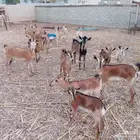 غنم للبيع الموقع القنفذة