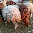 بهم نعيم