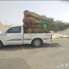 نخل للبيع مثمرة