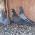 حمام علف للصقور او للتربيه