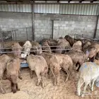 خرفان سواكن