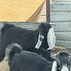 تيس عارضي