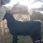 اغنام الخير ذبح وتوصيل