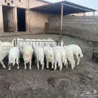 خرفان من 4-5 شهور نظيفه ومشروطه