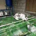 للبيع ارنب