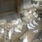 حمام فرنسي للبيع او البدل