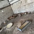 دجاج بلدي للبيع