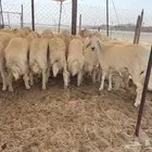 طليان حريه كبار نظيفه شرط تبيض الوجه