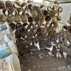 للبيع حمام مشكل مصري وفرنسي ابيض وسلفر عدد 54 جوز تزود