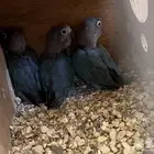 ثلاث طبات فيشر