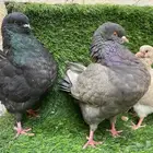 جوز كنق انتاجه اوبل حد 60(تم البيع )