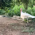 طقم رومي