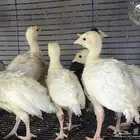 صوص رومي