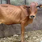 بقره مقرب