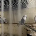 روز للبيع