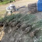 قلايع نخل خلاص