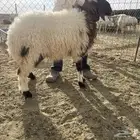 ذبائح طيبه