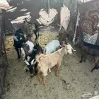 تيوس بلدي