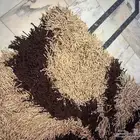 زولية هدب استعمال نظيف