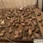 سمان فري لاحم بياض