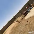 شيك غنم للبيع