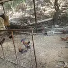 ديكة بلدي للبيع