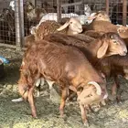 ذبيحتك لباب بيتك راجع التقييم